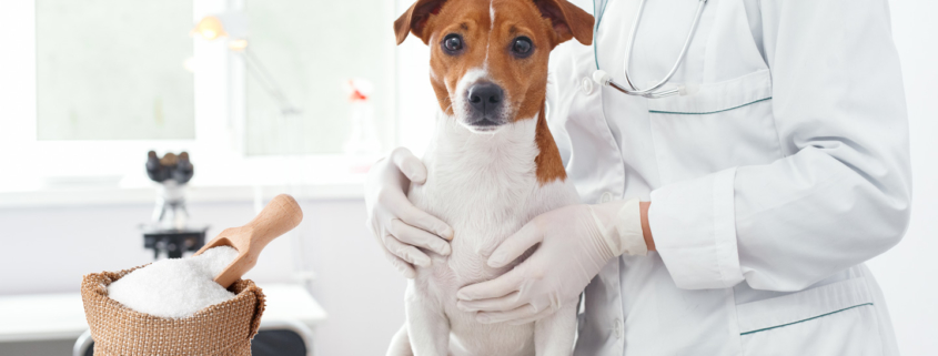 Xylit - die unbekannte Gefahr für Hunde