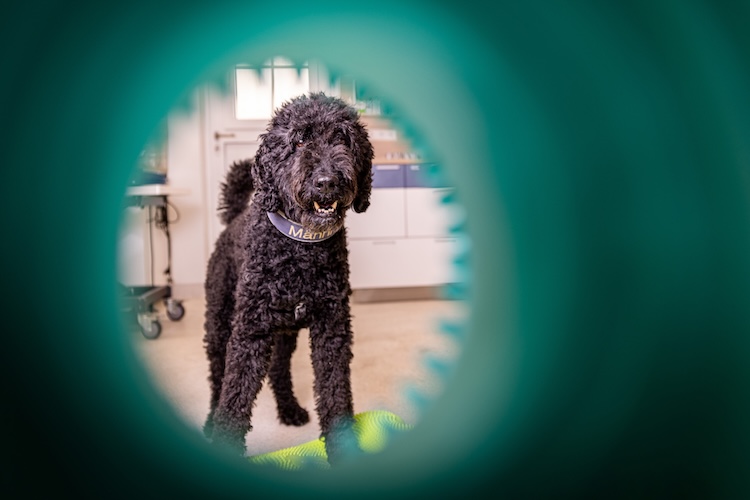 Tierarztpraxis am Paulshof Hund bei Physiotherapie