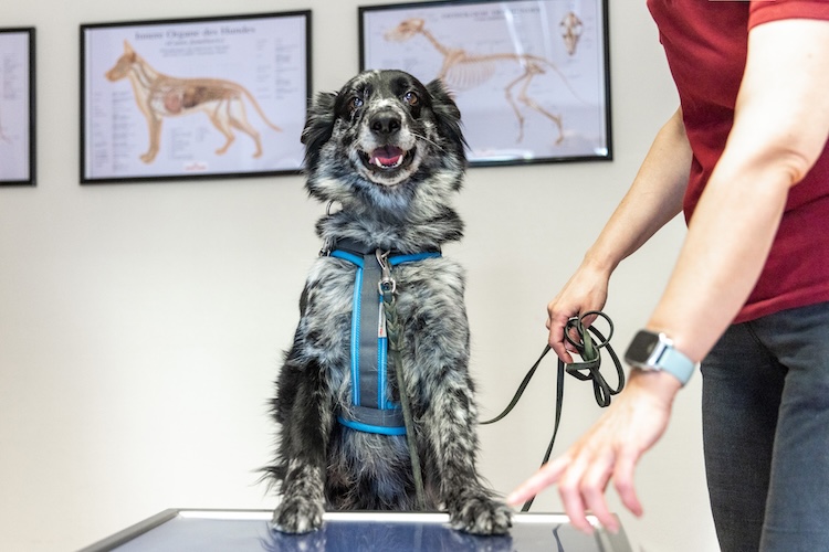 Tierarztpraxis am Paulshof Hund bei Untersuchung