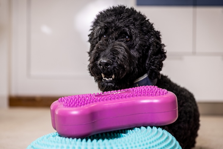 Tierarztpraxis am Paulshof Hund bei der Physiotherapie